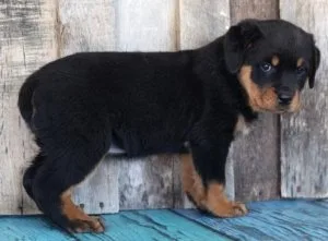 Well Socialized Rottweiler puppies