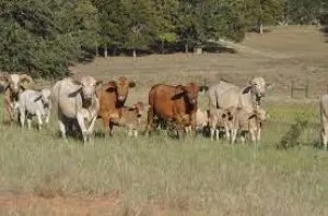 450 Holstein Open Heifers for sale