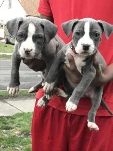 American Pittbull puppies for sale