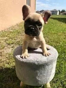French Bulldog Puppies