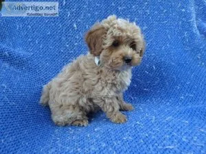 Shih-Poo Puppies