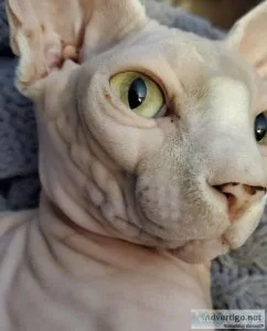 Adult male sphynx