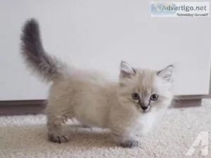 FTHTHR HGYUKS Munchkin kittens
