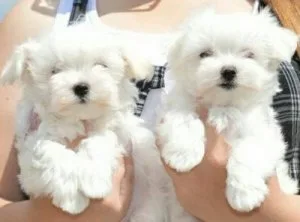 Bichon Frise Puppies For Sale