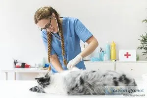 Get the Professional Dog Grooming Services in El Paso