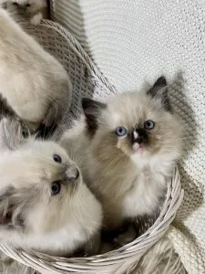 Sweet malesfemales Ragdoll kittens to good homes.