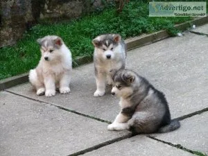 RGR RTHGHRT Alaskan Malamute puppies
