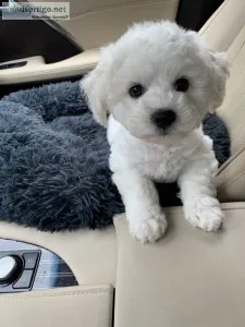 Tiny Toy Size Bichon Puppies