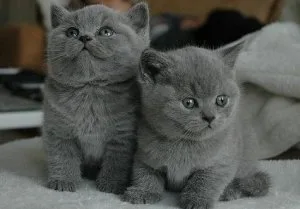 HTRUKL BGRTY    British Short-hair kittens