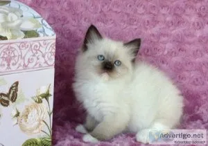Precious Ragdoll kittens to good homes.