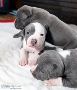 Aer pitbull puppies for sale