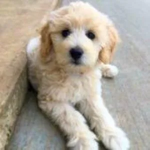 Mini golden doodle puppies under 20 pounds