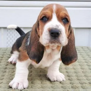 Basset hound puppies for adoption