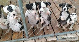 4 girl pits for rehome90 no shots