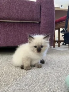 Ragdoll kittens to positive homes