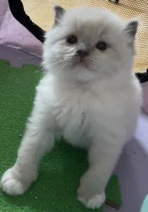 Ragdoll kittens available to good homes