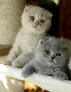 THTJHT RHTH Scottish Fold Kittens