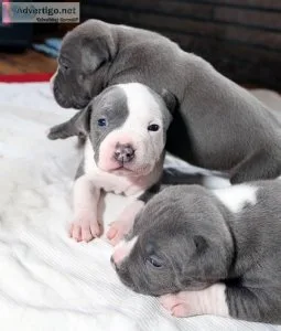 Aqw pitbull puppies for sale