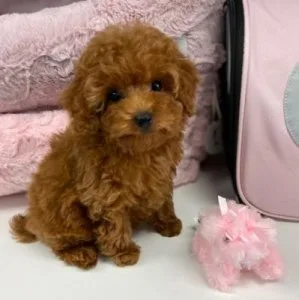 Teacup poodles puppies for Adoption