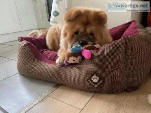 Adorable male and female Chow Chow puppies