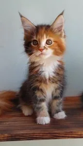 Maine coon kittens.