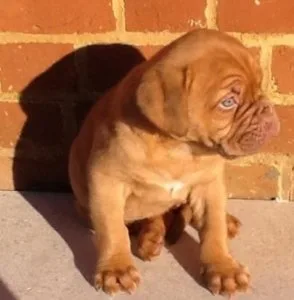 JNJHJU ESEWER Dogue de Bordeaux puppies