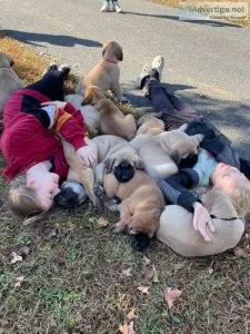 Mastiff Puppies in Virginia