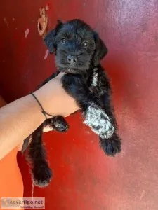 Mini Schnauzer