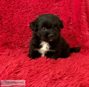 Shih Tzu Pomeranian Puppies