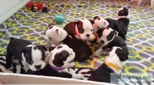 TFHTRH HGJYJY Boston Terrier puppies