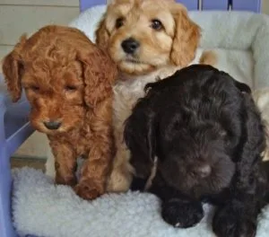 MIBVCX RFDTYU Poodle puppies