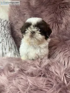 Females Shih tu puppies
