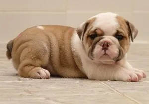 DHRTYR FRTYHJ English bulldog puppies