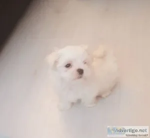 Maltese puppies present
