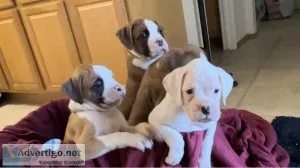 Purebred Boxer Puppies
