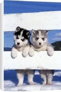 THJIOK CFRTEW Alaskan Malamute puppies