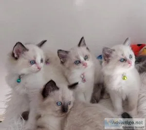 Beautiful Ragdoll Kittens Ready
