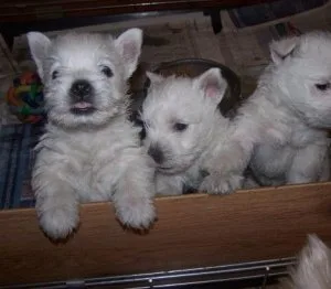 GDSHD HFJYF West Highland Terrier Puppies
