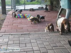 TFYRTY EDSWR Basset Hound puppies