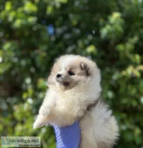 Pomeranian puppies