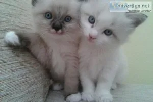 FBGHRE VGYH Rag-doll kittens
