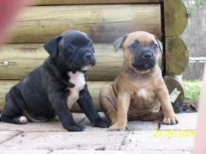 TYEY4QD GFHTYRJ Staffordshire Bull Terrier puppies
