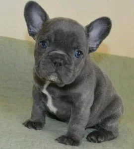 REHRTT FYREY French Bulldog puppies