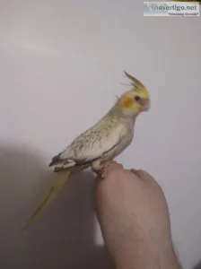 Cockatiels