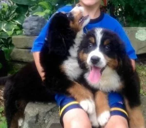 YTUAW BFGRTY Bernese Mountain Dog puppies