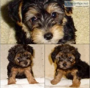 SGFERQ GKUYK Yorkshire Terrier puppies