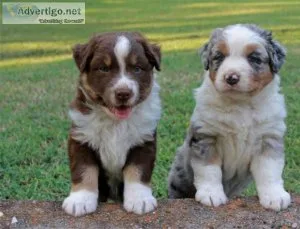 FDHRT GFDERW Australian Shepherd puppies