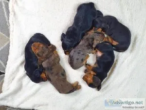 min dachshund puppies
