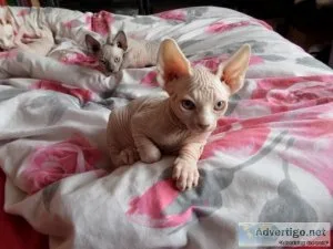 OLKJKO KJIYTG Sphynx kittens