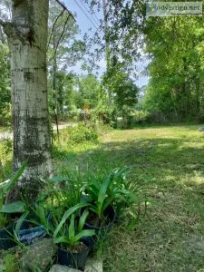 A Pretty Cultured Large Lot Near Beach.